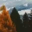 Brown and Green Leaf Trees With Snow covered  screen for extension Chrome web store in OffiDocs Chromium