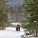 brown bear in the winter sky  screen for extension Chrome web store in OffiDocs Chromium