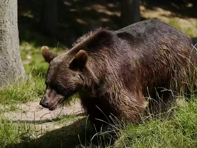 Téléchargement gratuit de l'animal de la nature de l'ours brun - photo ou image gratuite à éditer avec l'éditeur d'images en ligne GIMP