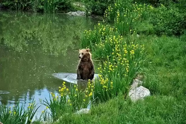 Free download Brown Bear Nature Wildlife Park -  free free photo or picture to be edited with GIMP online image editor