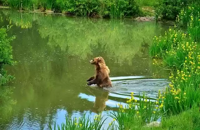 Free download Brown Bear Wildlife Park Wild -  free free photo or picture to be edited with GIMP online image editor