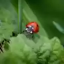 Brown beetle  screen for extension Chrome web store in OffiDocs Chromium