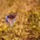 Brown butterfly  screen for extension Chrome web store in OffiDocs Chromium