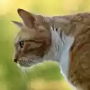 Brown cat  screen for extension Chrome web store in OffiDocs Chromium