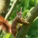 Brown chipmunk  screen for extension Chrome web store in OffiDocs Chromium