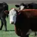 Brown Cow with White Face  screen for extension Chrome web store in OffiDocs Chromium