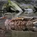 Brown Duck  screen for extension Chrome web store in OffiDocs Chromium