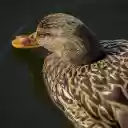 Brown duck in the pond  screen for extension Chrome web store in OffiDocs Chromium