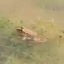 Brown frog on the moss  screen for extension Chrome web store in OffiDocs Chromium