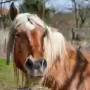 Brown Horse with Long Mane  screen for extension Chrome web store in OffiDocs Chromium