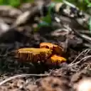 Brownish Yellow Wild Mushrooms  screen for extension Chrome web store in OffiDocs Chromium