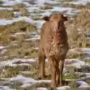 Brown lamb  screen for extension Chrome web store in OffiDocs Chromium