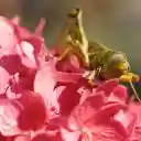 Brown locust on pink color  screen for extension Chrome web store in OffiDocs Chromium