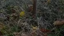 Free download Brown Mushroom Pattern Close -  free video to be edited with OpenShot online video editor