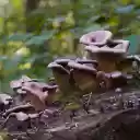 Brown mushrooms on tree stumps  screen for extension Chrome web store in OffiDocs Chromium