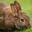 Brown rabbit  screen for extension Chrome web store in OffiDocs Chromium