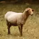 Brown sheep  screen for extension Chrome web store in OffiDocs Chromium