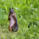 Brown squirrel eats nuts  screen for extension Chrome web store in OffiDocs Chromium