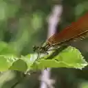 Brown Winged Dragonfly  screen for extension Chrome web store in OffiDocs Chromium