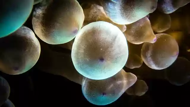 Free download Bubble Anemone Coral -  free photo or picture to be edited with GIMP online image editor