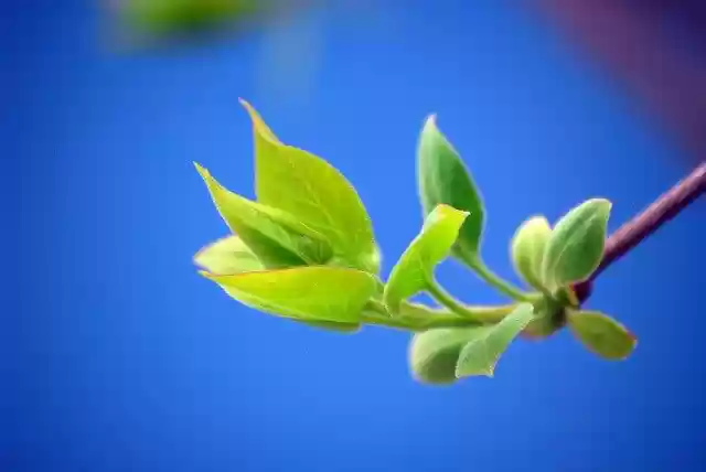 Free download Bud Blue Green -  free photo or picture to be edited with GIMP online image editor