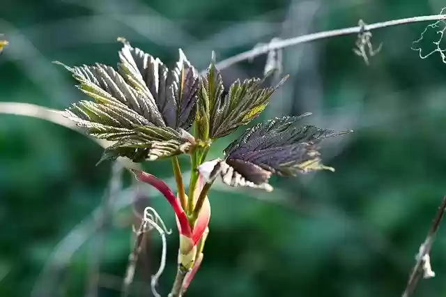 Free download Bud Leaves Birth -  free photo or picture to be edited with GIMP online image editor