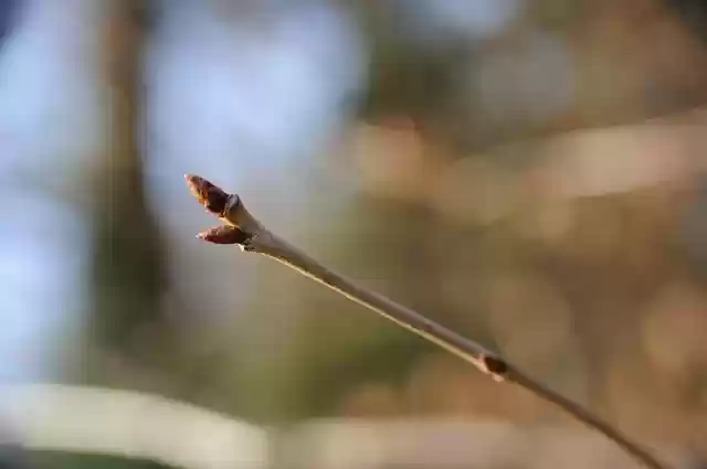 Free download Bud Plant Nature -  free photo or picture to be edited with GIMP online image editor