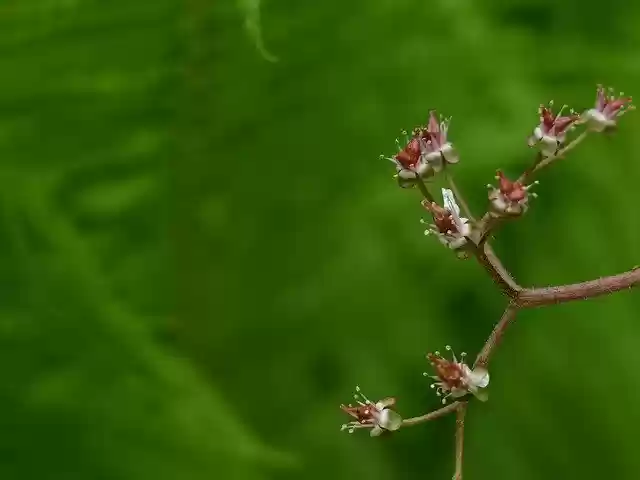 Free download Bud Spring Green Close -  free free photo or picture to be edited with GIMP online image editor