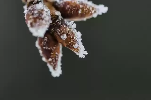 Unduh gratis buds winter frost cold frozen gambar gratis untuk diedit dengan editor gambar online gratis GIMP