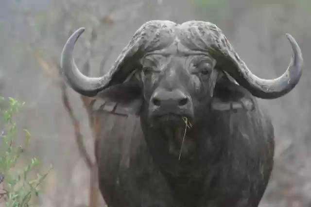 Free download Buffalo Africa Big 5 -  free photo or picture to be edited with GIMP online image editor