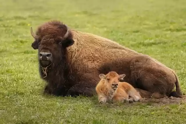 Free download buffalo bison animal wildlife calf free picture to be edited with GIMP free online image editor