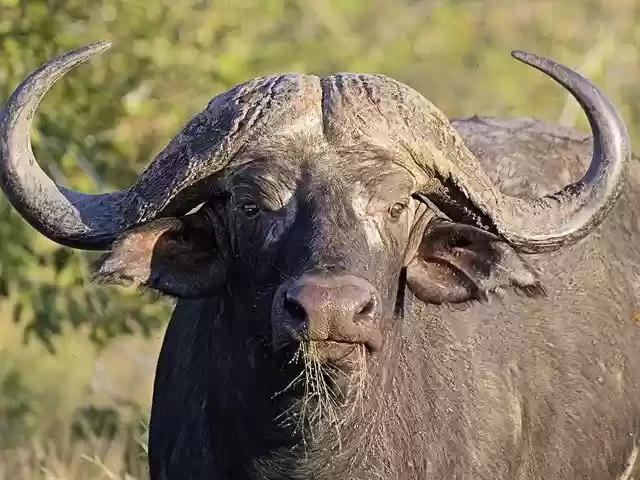 Free download Buffalo Head Horns -  free photo or picture to be edited with GIMP online image editor