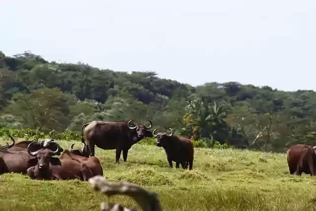 Free download buffalo plains nature tanzania free picture to be edited with GIMP free online image editor
