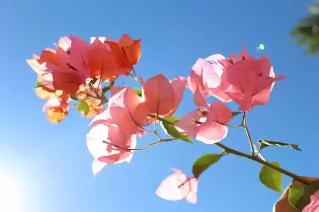 Free download Bugambilias Nature Flower -  free photo or picture to be edited with GIMP online image editor