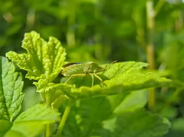 Free download Bug Green Beetle Stink -  free photo or picture to be edited with GIMP online image editor
