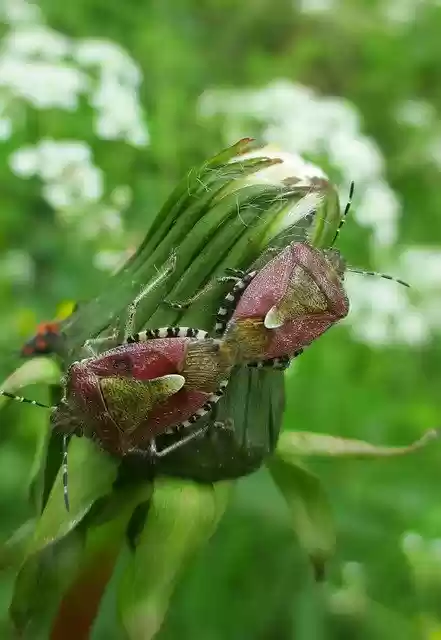 تنزيل مجاني Bug Insect Dandelion - صورة مجانية أو صورة ليتم تحريرها باستخدام محرر الصور عبر الإنترنت GIMP