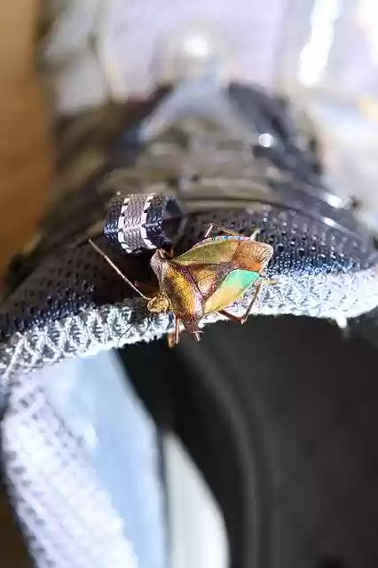 Free download Bug Insects Nature -  free photo or picture to be edited with GIMP online image editor