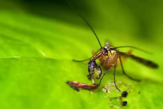 Free download bug scorpion fly macro prey bokeh free picture to be edited with GIMP free online image editor