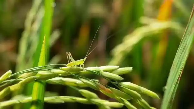 Free download Bugs Locusts Grasshopper -  free free photo or picture to be edited with GIMP online image editor