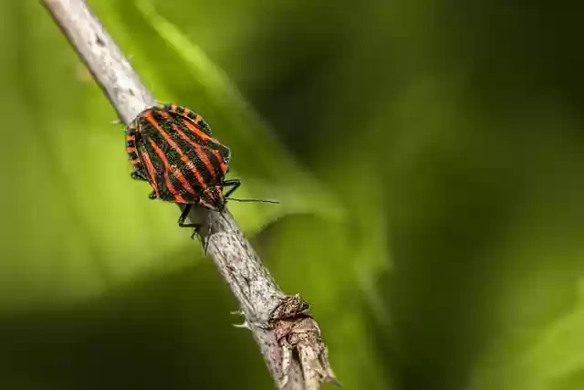 Free download bug striped bug shield bug flower free picture to be edited with GIMP free online image editor