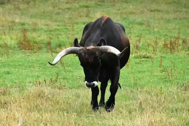 Free download bull bos auroch prairie pastures free picture to be edited with GIMP free online image editor