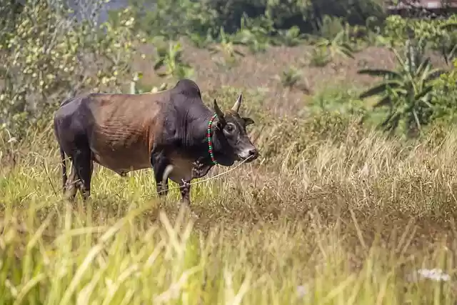 Free download bull ox livestock cow animal farm free picture to be edited with GIMP free online image editor