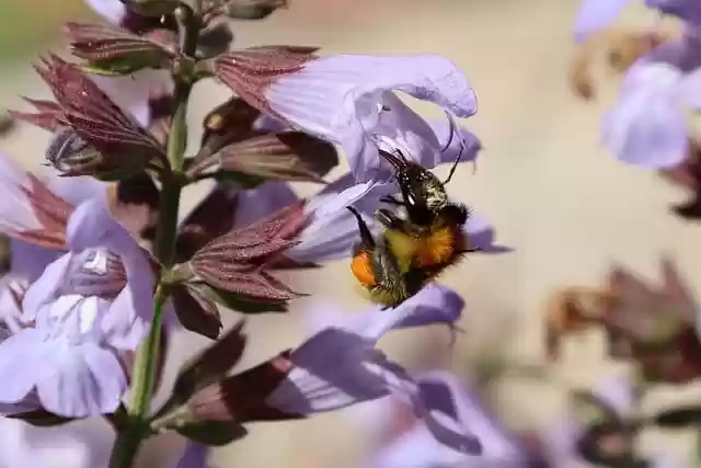 Free download bumblebee bee flowers sage wings free picture to be edited with GIMP free online image editor