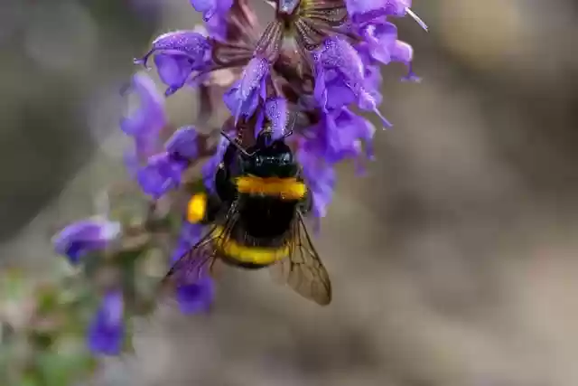 Free download bumblebee insect nature pollination free picture to be edited with GIMP free online image editor