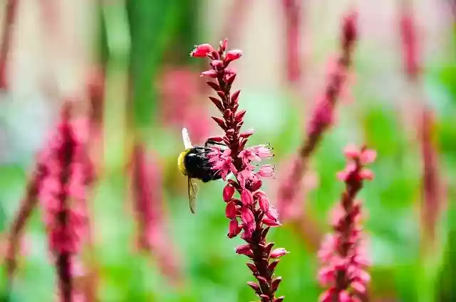 Download gratuito Bumblebee Pink Flower - foto o immagine gratuita da modificare con l'editor di immagini online di GIMP