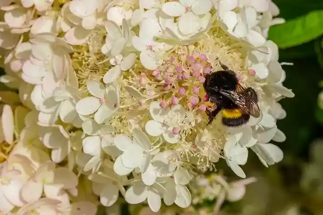 Free download Bumble-Bee September Hydrangea -  free photo or picture to be edited with GIMP online image editor