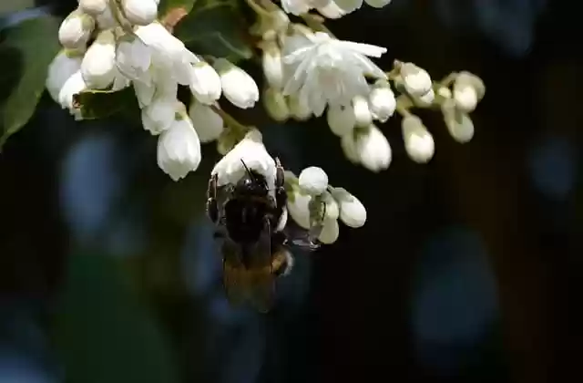 Free download bumble bees insects foraging free picture to be edited with GIMP free online image editor