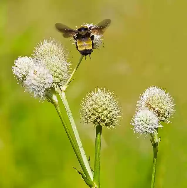 Free download Bumble Bumbler Bee -  free photo or picture to be edited with GIMP online image editor