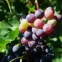 Bunches of grapes turn purple  screen for extension Chrome web store in OffiDocs Chromium