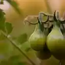 Bunches of green tomatoes  screen for extension Chrome web store in OffiDocs Chromium